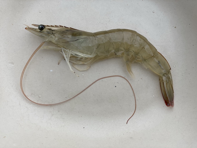 ras-susainable-shrimp